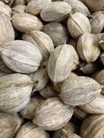 SEED/ Henry Shellbark Hickory (Carya laciniosa)